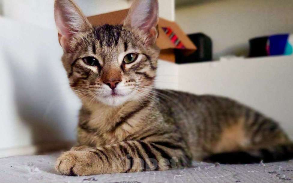 Кошки в Москве: Котенок Тархун ищет дом Мальчик, Бесплатно - фото 3