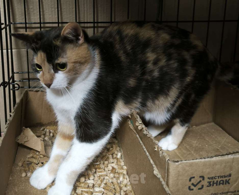 Кошки в Санкт-Петербурге: Лапуля Девочка, Бесплатно - фото 1