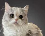 Кошки в Новосибирске: Шотландская прелесть  Девочка, 40 000 руб. - фото 2