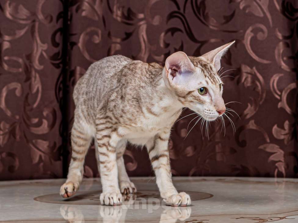 Кошки в Москве: Ориентальный котенок Мальчик, Бесплатно - фото 4