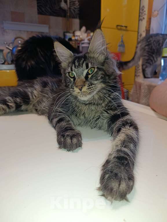 Кошки в Москве: Мальчик Мейн кун Мальчик, 25 000 руб. - фото 1