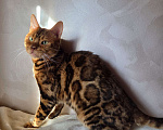 Кошки в Москве: Бенгальский котик  Мальчик, 1 000 руб. - фото 2