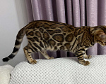Кошки в других городах Московской области: Бенгальская Кошечка Браун, носитель снега Девочка, 97 000 руб. - фото 2