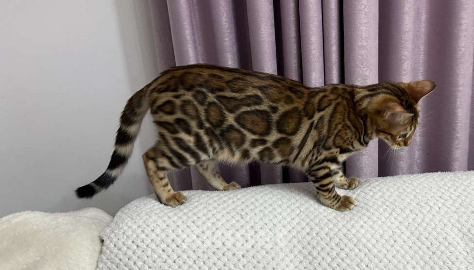 Кошки в других городах Московской области: Бенгальская Кошечка Браун, носитель снега Девочка, 97 000 руб. - фото 2