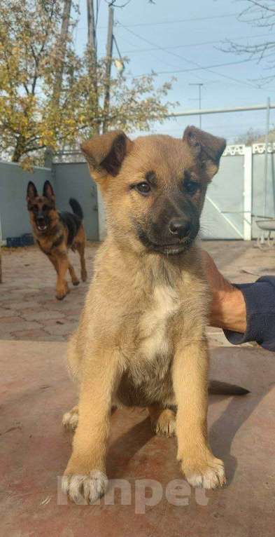 Собаки в других городах Свердловской области: Девочка Девочка, 4 000 руб. - фото 2