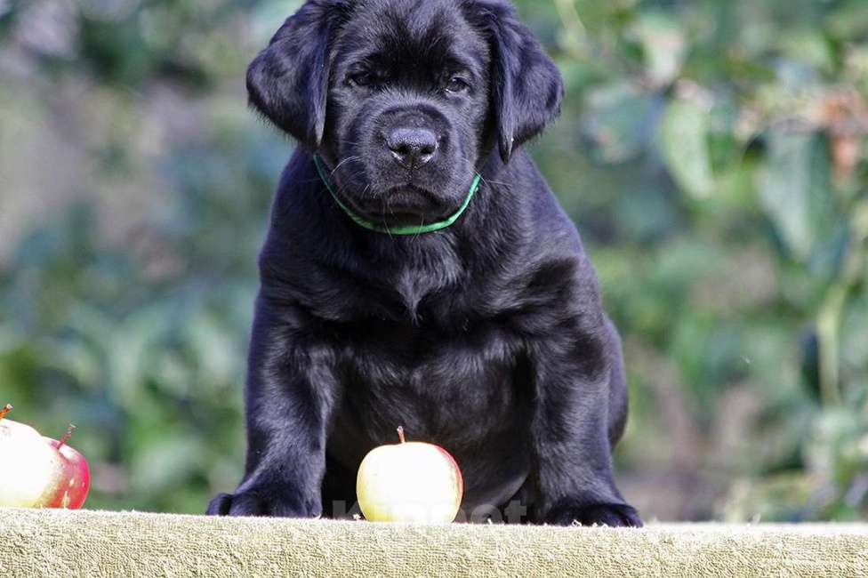Собаки в Новороссийске: Лучший друг для активной семьи  Мальчик, Бесплатно - фото 4
