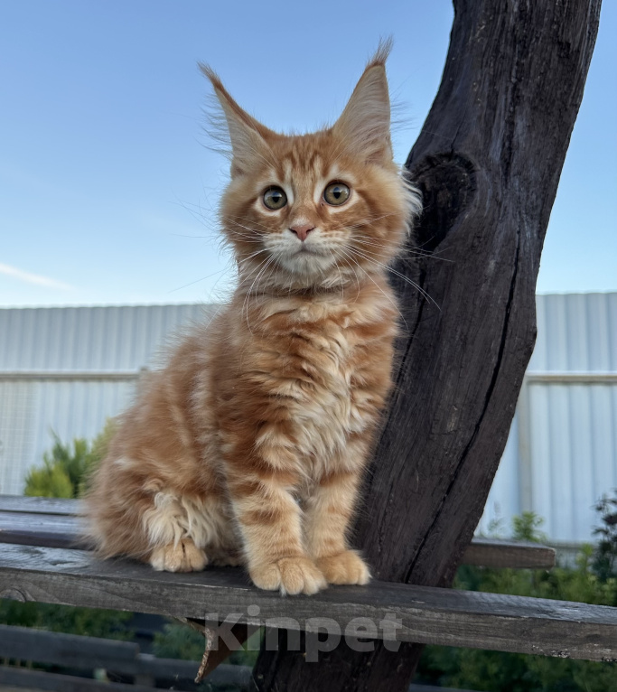 Кошки в других городах Московской области: Котенок Мейн-кун Мальчик, 50 000 руб. - фото 2