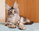 Кошки в Владимире: Мейн-кун кошечка - серебристая черепашка Девочка, 50 000 руб. - фото 2