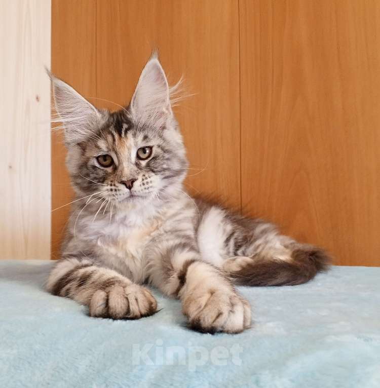 Кошки в Владимире: Мейн-кун кошечка - серебристая черепашка Девочка, 50 000 руб. - фото 2