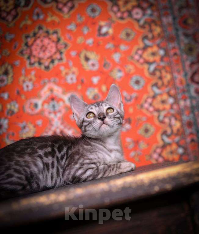 Кошки в Москве: бенгальский котенок на фоне ковра Мальчик, 45 000 руб. - фото 3