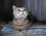 Кошки в Москве: котик Налим в поисках семьи Мальчик, Бесплатно - фото 5