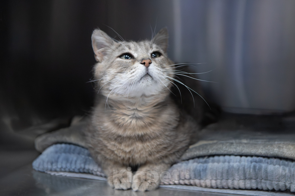Кошки в Москве: котик Налим в поисках семьи Мальчик, Бесплатно - фото 5
