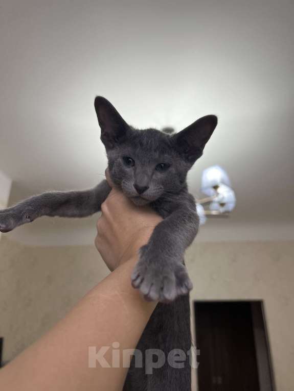 Кошки в Москве: Голубой котенок ориентальной породы  Мальчик, 60 000 руб. - фото 2