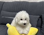 Собаки в Евпатории: Снежки Бишоны Девочка, 38 000 руб. - фото 6
