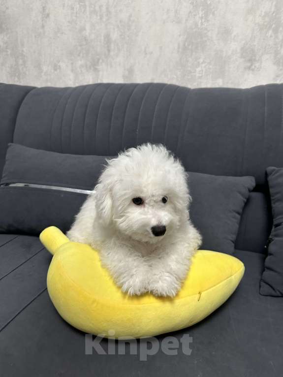 Собаки в Евпатории: Снежки Бишоны Девочка, 38 000 руб. - фото 6