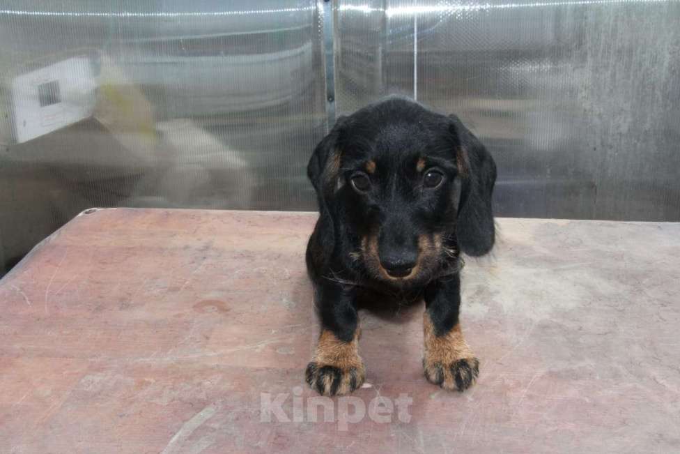 Собаки в Москве: Жесткошерстная такса Мальчик, 20 000 руб. - фото 5