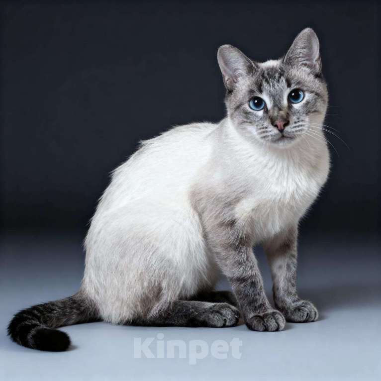 Кошки в Москве: кот Айс ищет дом Мальчик, 10 руб. - фото 1