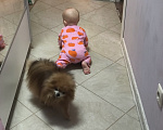 Собаки в Дедовске: Потерялся шпиц Мальчик, Бесплатно - фото 2
