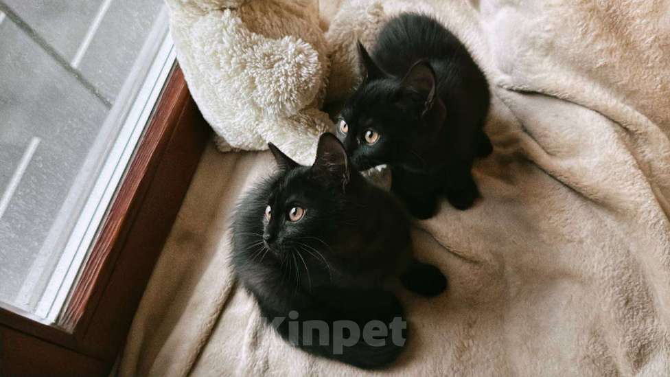 Кошки в Москве: Отдам в добрые руки  Девочка, Бесплатно - фото 1