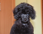 Собаки в Москве: Щенки той пуделя черного окраса Мальчик, 65 000 руб. - фото 4