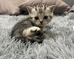 Кошки в Барнауле: Шотландские вислоухие котята Мальчик, 15 000 руб. - фото 5