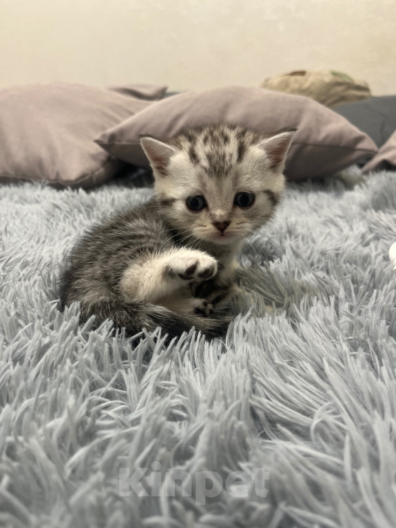 Кошки в Барнауле: Шотландские вислоухие котята Мальчик, 15 000 руб. - фото 5