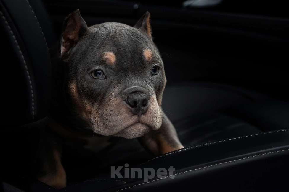 Собаки в Москве: Щенок американского булли покет Мальчик, 170 руб. - фото 5