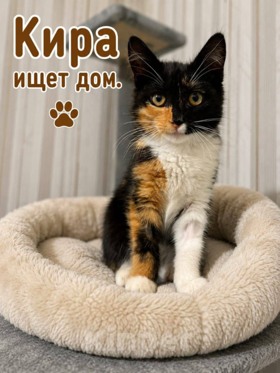 Кошки в Москве: Маленькая трёхцветная принцесса — котёнок Кира Девочка, Бесплатно - фото 1