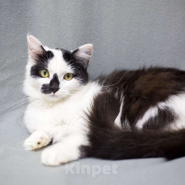 Кошки в Москве: Риана Девочка, Бесплатно - фото 2