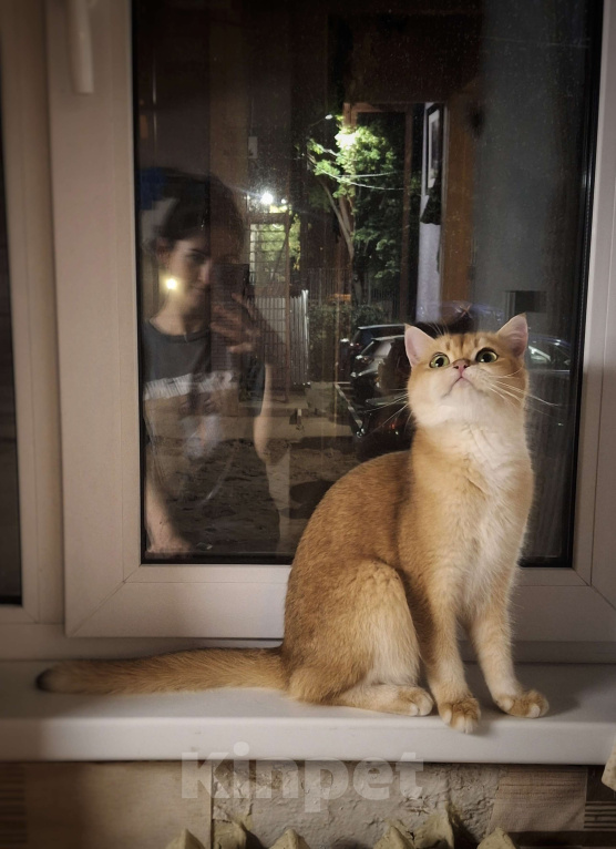 Кошки в Москве: Вениамин Мальчик, 50 000 руб. - фото 8