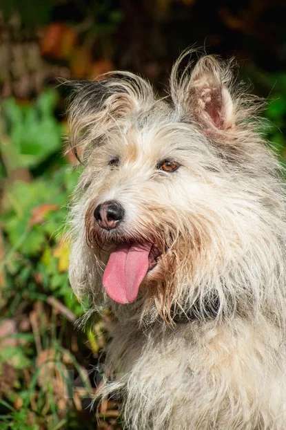 Собаки в Подольске: Зайке нужен дом  Девочка, Бесплатно - фото 2