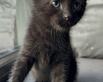 Кошки в Калининграде: Черный Кот-это избыток души❤️🐈‍⬛ Мальчик, Бесплатно - фото 4