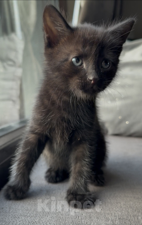 Кошки в Калининграде: Черный Кот-это избыток души❤️🐈‍⬛ Мальчик, Бесплатно - фото 4