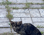 Кошки в Мур: Котенок из помета от деревенской кошки  Мальчик, Бесплатно - фото 2