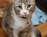 Кошки в Москве: Котенок мальчик ищет свою семью! Мальчик, Бесплатно - фото 2