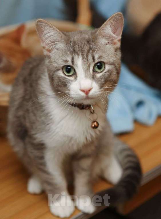 Кошки в Москве: Котенок мальчик ищет свою семью! Мальчик, Бесплатно - фото 2