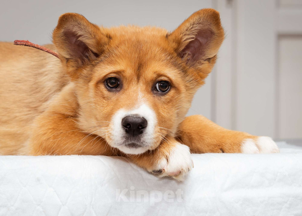 Собаки в Москве: Девочка, 2.5 - 3 месяца ищет дом Девочка, Бесплатно - фото 9