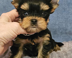 Собаки в Москве: Мальчик йорка мелкий стандарт  Мальчик, 50 000 руб. - фото 6