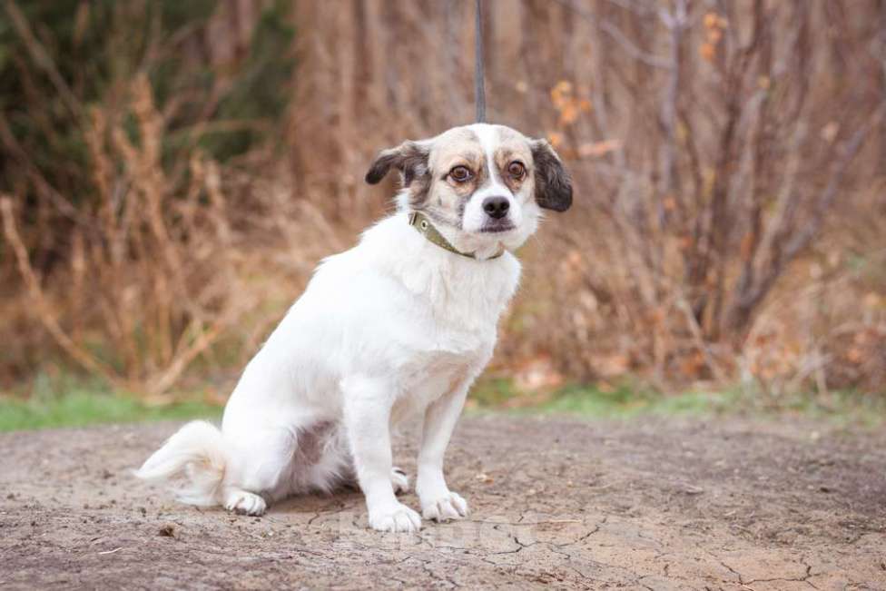 Собаки в Москве: Нюша, 6 лет, вес 7 кг в добрые руки Девочка, Бесплатно - фото 5