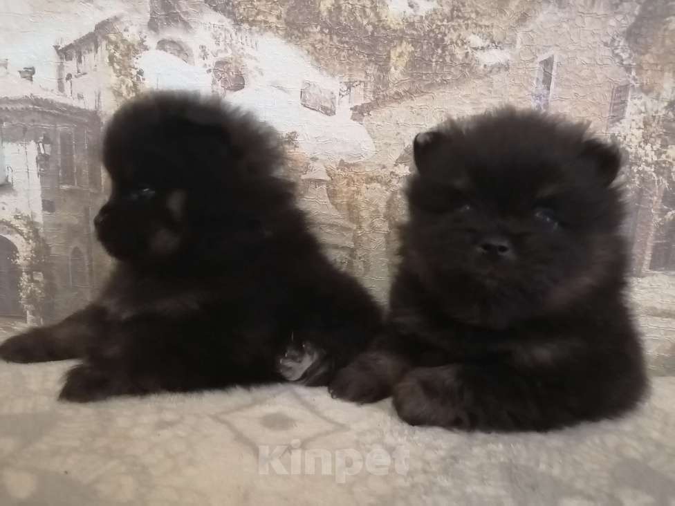 Собаки в Саратове: Продаю щенков шпица.  Мальчик, Бесплатно - фото 2