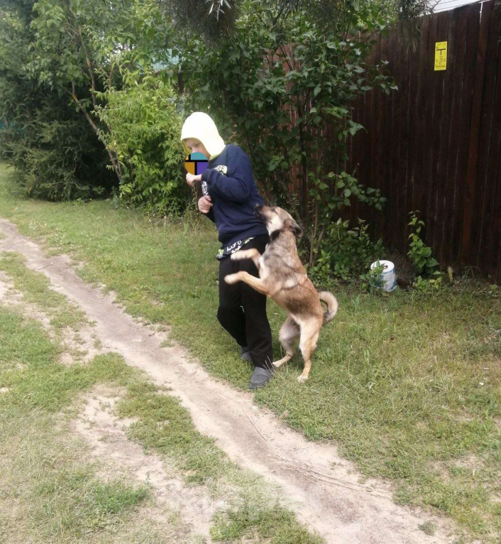 Собаки в Москве: Солджер, самый лучший молодой пес в добрые руки! Мальчик, Бесплатно - фото 7