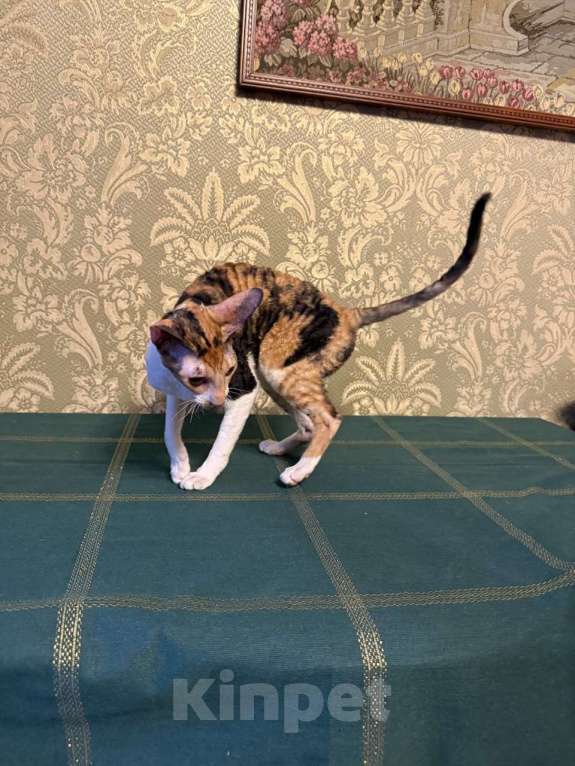 Кошки в Санкт-Петербурге: Корниш -рекс Девочка, 40 000 руб. - фото 1