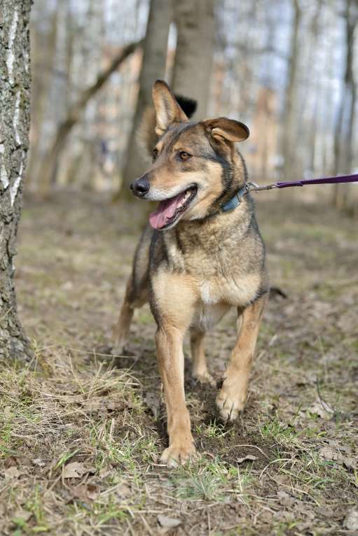 Собаки в Красногорске: Молодой парень Юджин очень нуждается в хозяине  Мальчик, Бесплатно - фото 4