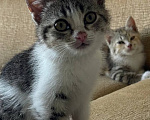 Кошки в Краснодаре: Котенок в добрые руки Девочка, Бесплатно - фото 9