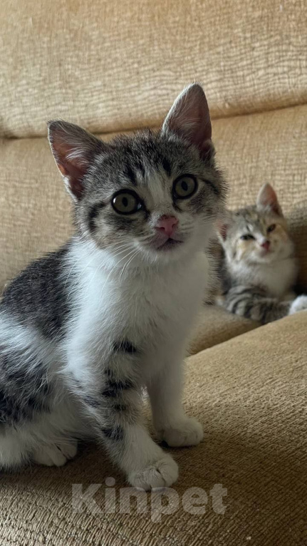 Кошки в Краснодаре: Котенок в добрые руки Девочка, Бесплатно - фото 9