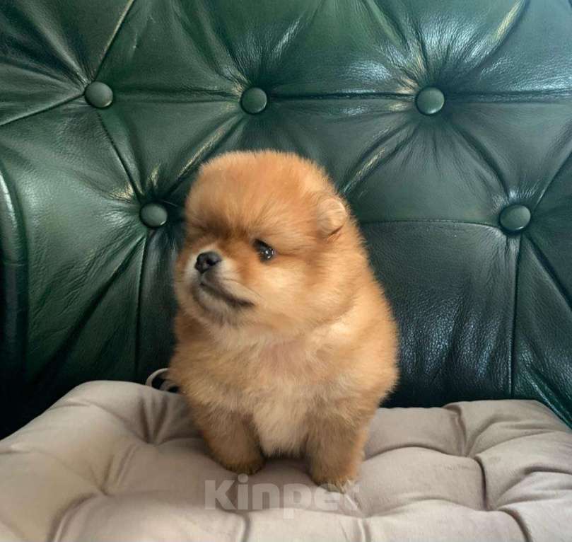 Собаки в Новосибирске: Шпицы Мальчик, 25 000 руб. - фото 7