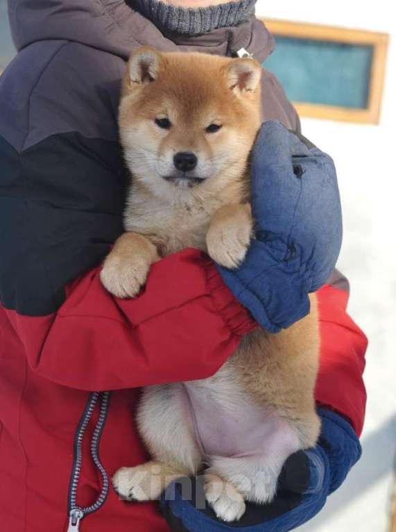 Собаки в Задонске: Щенок Сиба Девочка, 50 000 руб. - фото 2