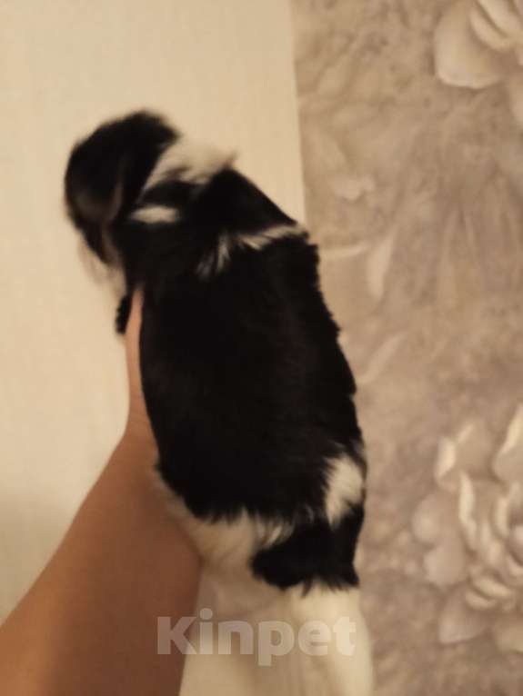 Собаки в Сатке: Биверята мальчики Мальчик, 28 000 руб. - фото 3