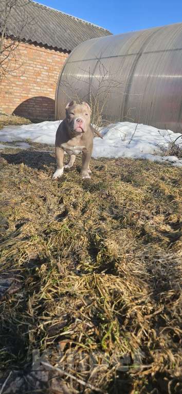 Собаки в других городах Тверской области: Американский булли щенок Мальчик, 100 000 руб. - фото 2