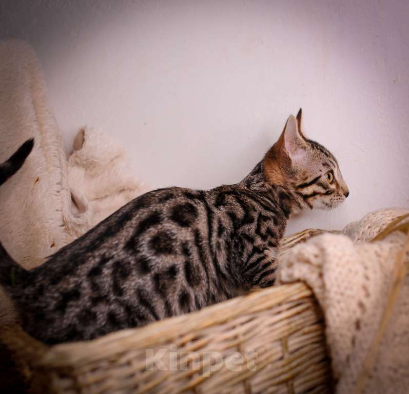 Кошки в Москве: Бенгальский котенок золото холодный Мальчик, 35 000 руб. - фото 4